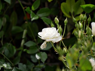 Wide shot of a white rose, with soft background