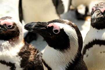 Humboldtpinguine in der Wilhelma Stuttgart