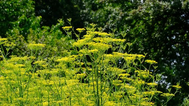 Dill odorous herb video sketching close-up shot on a bright sunny day