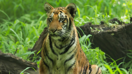 Royal Bengal Tiger in Sundarban
