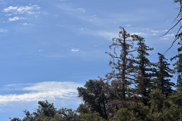 Tree Branches in the Sky