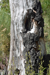 Dying Tree