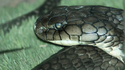 King cobra snake in jungle