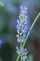 Bee on a lavander