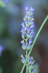 Bee on a lavander