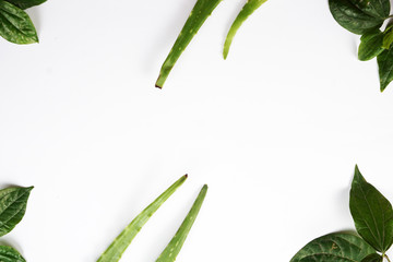 green beans on white background
