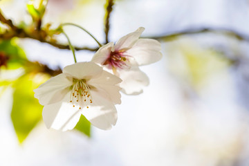 Blossoming of cherry flowers in spring time with green leaves