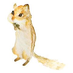 木の実を食べているリスの水彩イラスト