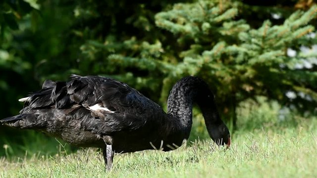 Black swan walking on the grass in the park. Cygnus atratus