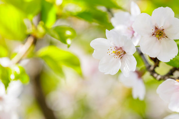 Blossoming of cherry flowers in spring time with green leaves