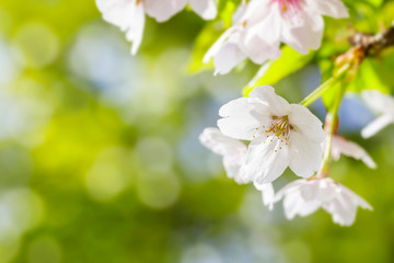 Blossoming of cherry flowers in spring time with green leaves