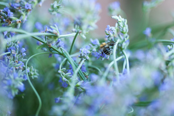 Bee on a lavander