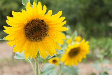 Beautiful sunflowers in the garden.