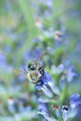 Bee on a lavander