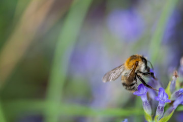 Bee on a lavander