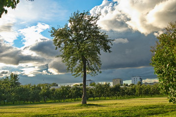 Forest and green fields on a hot summer day