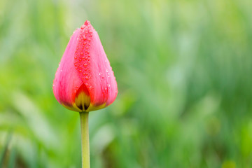 Red tulips in the garden