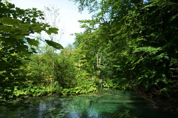 Fototapeta na wymiar Croatie : Parc national des lacs de Plitvice (Dalmatie du Nord)