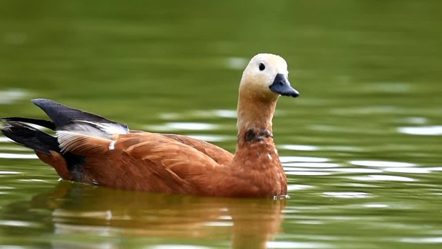 Ruddy Shelduck, single bird swims on the lake. Tadorna ferruginea