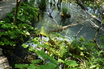 Croatie : Parc national des lacs de Plitvice (Dalmatie du Nord)