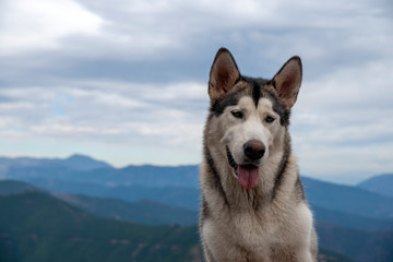 bonito perro gris lobo de raza alaskan malamute