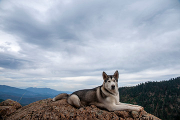 Obraz premium bonito perro gris lobo de raza alaskan malamute