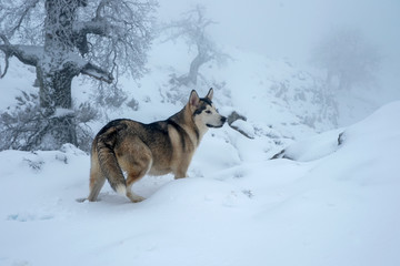 bonito perro gris lobo de raza alaskan malamute