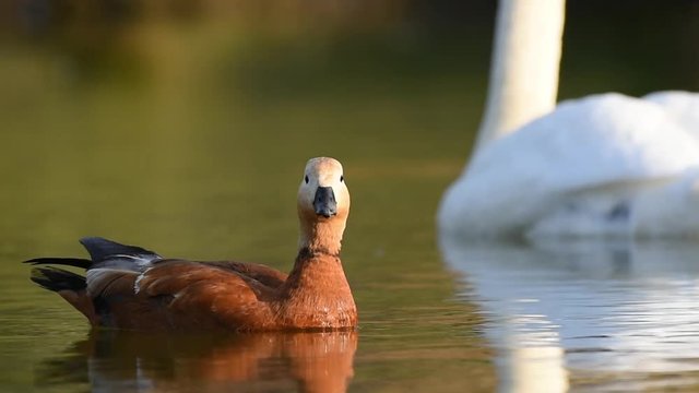 Ruddy Shelduck, single bird swims on the lake. Tadorna ferruginea