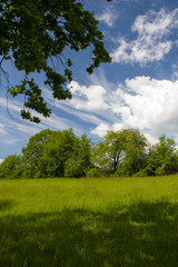 Field of green grass in the hilly landscape