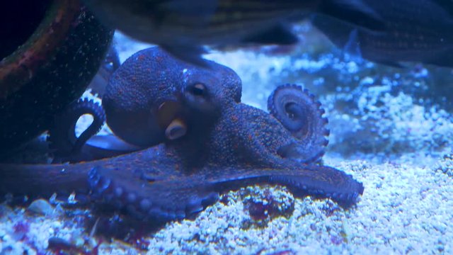 Fish.octopus-Bilder: Stock-Fotos & -Videos. | Adobe Stock
