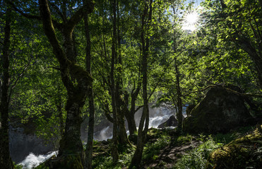 Fototapeta na wymiar Magnificent view early midsummer morning in Norway. Hike through the forest to 218 metre high Feigefossen (Feigumfossen) waterfall. Mystical feeling, sun shining through the foliage, river streaming.