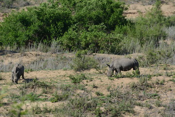 Rhinos 2