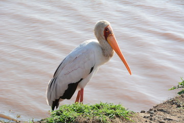 African bird 2