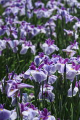 Obraz premium アヤメ 菖蒲