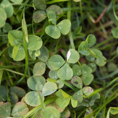 Albino Kleeblatt klee clover shamrock grün green weiss white selten Irland Ireland rare Garten...