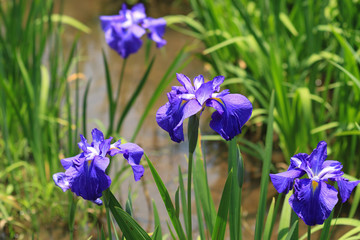 アヤメ　菖蒲