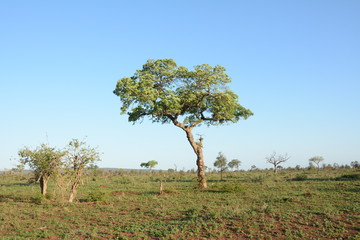 Tree in Africa