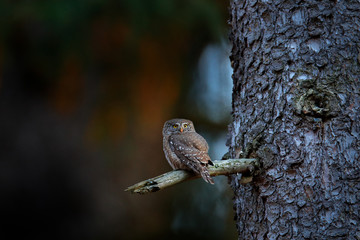 Pygmy Owl, sitting on tree branch with clear dark autumn orange forest background. Eurasian tinny bird in the habitat. Beautiful bird in evening sunset. Wildlife scene from wild nature.