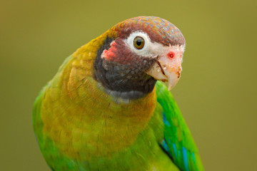 Detail of parrot head. Brown-hooded Parrot, Pionopsitta haematotis, portrait of light green parrot with brown head. Detail close-up portrait of bird from Central America. 