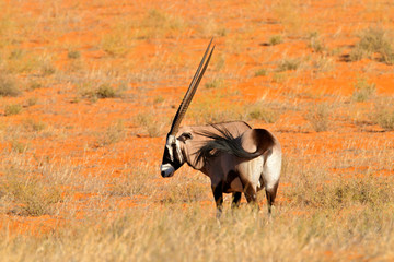 Long horn animal in red sand desert. Gemsbok with orange sand dune evening sunset. Gemsbuck, Oryx gazella, large antelope in nature habitat, Sossusvlei, Namibia. Wild animals in the savannah. Animal w