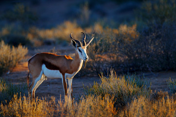 Springbok antelope, Antidorcas marsupialis, in the African dry habitat, Kgaladadi, Botswana. Mammal from Africa. Sunrise, springbok in evening back light. Sunset on safari in Namibia. Two animals.