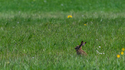 Feldhase auf einer Wiese