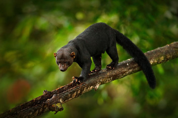 Tayra, Eira barbara, omnivorous animal from the weasel family. Tayra hidden in tropic forest, sitting on the green tree. Wildlife scene from nature, Costa Rica nature. Cute danger mammal in habitat. - obrazy, fototapety, plakaty