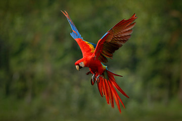 Macaw parrot flying in dark green vegetation with beautiful back light and rain. Scarlet Macaw, Ara macao, in tropical forest, Costa Rica. Wildlife scene from tropical nature. Red in forest.