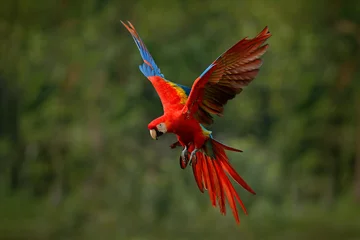 Rolgordijnen Ara papegaai vliegen in donkergroene vegetatie met mooi achterlicht en regen. Scharlaken Ara, Ara macao, in tropisch bos, Costa Rica. Wildlife scène uit de tropische natuur. Rood in bos. © ondrejprosicky