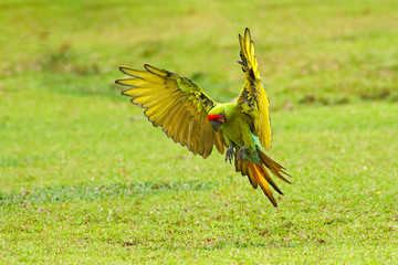 Big parrot in habitat. Endangered parrot, Great green macaw, Ara ambiguus, also known as Buffon's macaw. Wild tropical forest bird, flying with outstretched wings against green vegetation. © ondrejprosicky