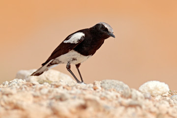 Mountain Wheatear, Myrmecocichla monticola, black and white bird in sand desert in Namibia, dark form bird. Animal behaviour in Africa. Wind in the bird plumage. Wildlife scene from nature