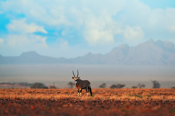 Oryx gazella beautiful iconic gemsbok antelope from Namib desert, Namibia. Oryx with orange sand dune evening sunset. Gemsbock large antelope in nature habitat, Sossusvlei, Namibia.