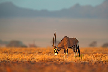 Oryx gazella beautiful iconic gemsbok antelope from Namib desert, Namibia. Oryx with orange sand dune evening sunset. Gemsbock large antelope in nature habitat, Sossusvlei, Namibia.