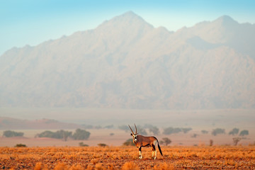 Oryx gazella beautiful iconic gemsbok antelope from Namib desert, Namibia. Oryx with orange sand dune evening sunset. Gemsbock large antelope in nature habitat, Sossusvlei, Namibia. © ondrejprosicky